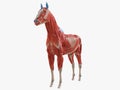 the equine muscle anatomy Royalty Free Stock Photo