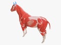 the equine muscle anatomy