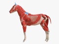 The Equine Muscle Anatomy
