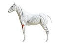 The equine muscle anatomy - extensor carpi radialis Royalty Free Stock Photo