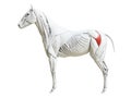 The equine muscle anatomy - gluteus superficialis