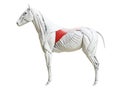 The equine muscle anatomy - latissimus dorsi Royalty Free Stock Photo
