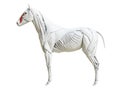 The equine muscle anatomy - levator labii superioris alaeque nasi Royalty Free Stock Photo