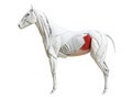 The equine muscle anatomy - obliquus internus abdominis Royalty Free Stock Photo