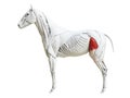 The equine muscle anatomy - tensor fascia latae Royalty Free Stock Photo