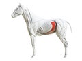 The equine muscle anatomy - transversus abdominis