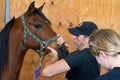 Equine osteopath diagnoses patient Royalty Free Stock Photo