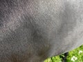 Equine side black horse macro texture Royalty Free Stock Photo