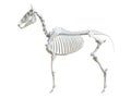 The equine skeleton