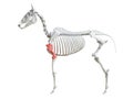 The equine skeleton - humerus Royalty Free Stock Photo