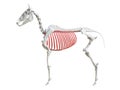 The equine skeleton - ribs