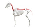 The equine skeleton - spine Royalty Free Stock Photo