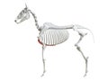 The equine skeleton - sternum Royalty Free Stock Photo
