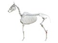 The equine skeleton - tarsal bones