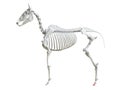 The equine skeleton - third phalange Royalty Free Stock Photo