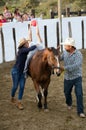 Equine Therapy Royalty Free Stock Photo