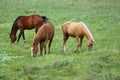 Equine Trio Triangle