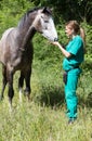 Equine veterinary Royalty Free Stock Photo