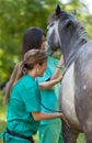 Equine veterinary Royalty Free Stock Photo