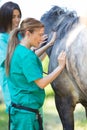 Equine veterinary Royalty Free Stock Photo