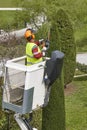 Equiped worker pruning a cypress tree on a crane. Gardening