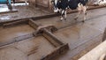 equipment for cleaning manure in a modern stable Royalty Free Stock Photo