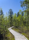 Equipped ecological trail in the flat cedar forest of the Baikal taiga on sunny summer day