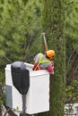 Equipped worker pruning a cypress on a crane. Gardening