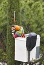 Equipped worker pruning a tree on a crane. Gardening