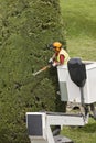 Equipped worker pruning a tree on a crane. Gardening