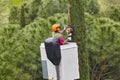 Equipped worker pruning a tree on a crane. Gardening