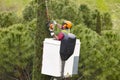 Equipped worker pruning a tree on a crane. Gardening