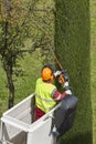Equipped worker pruning a tree on a crane. Gardening
