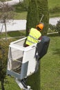 Equipped worker pruning a tree on a crane. Gardening