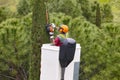 Equipped worker pruning a tree on a crane. Gardening