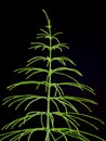 Equisetum arvense