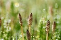 Equisetum arvense Royalty Free Stock Photo