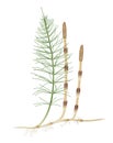 Equisetum arvense, the field horsetail or common horsetail, is an herbaceous perennial plant