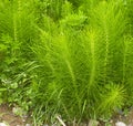 Equisetum arvense. Horsetail. Equisetum. Snake grass. Puzzlegras Royalty Free Stock Photo