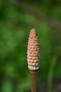 Equisetum arvense or Horsetail plant