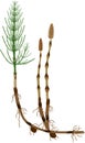 Equisetum arvense horsetail sporophyte with fertile and sterile stems, tuber and rhizome