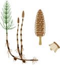 Equisetum arvense horsetail sporophyte with strobilus and sporangiophore