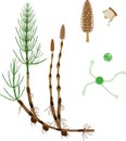 Equisetum arvense horsetail sporophyte with strobilus, sporangiophore and spore with uncoiled elaters Royalty Free Stock Photo