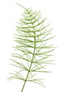 Equisetum arvense plant