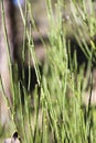 Equisetum Arvense plants in the mountain