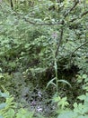 Equisetum fluviatile plants growing wild in a marsh forest Royalty Free Stock Photo