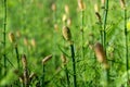 Equisetum fluviatile, swamp horsetail closeup selective focus Royalty Free Stock Photo