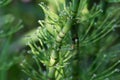 Equisetum fluviatile, water horsetail stem closeup selective focus Royalty Free Stock Photo