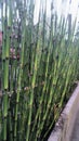 Equisetum giganteum as known as rough horsetail. It's look like small green bamboo. Royalty Free Stock Photo