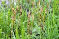 Equisetum or horsetail, marestail, snake grass, puzzlegrass with strobilus Royalty Free Stock Photo